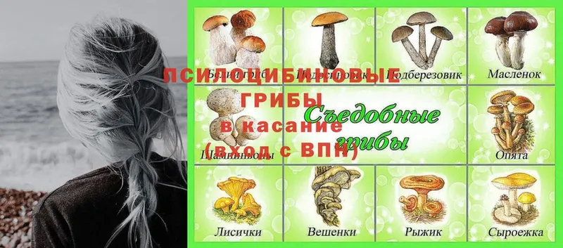 Галлюциногенные грибы GOLDEN TEACHER  Юрьев-Польский 